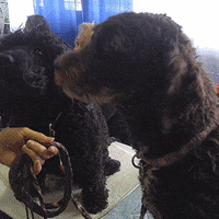 westminster dog show dogs GIF by Westminster Kennel Club