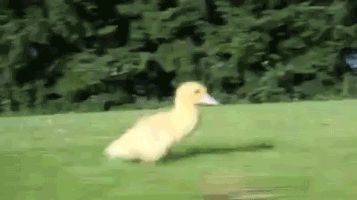 besohat  GIF