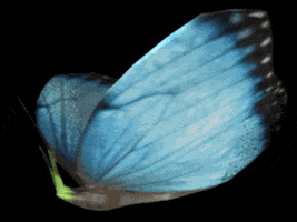 butterfly teddy GIF by Arithmancy