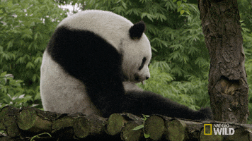 bored panda GIF by Nat Geo Wild 