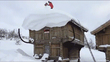 Omigu cat cute dog gif GIF