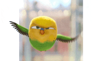 Black Friday Bird GIF by The Secret Life Of Pets