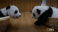 Panda Waving Gifs Get The Best Gif On Giphy Panda Waving Gifs Get The Best Gif On Giphy