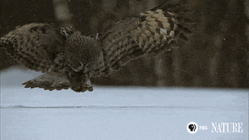 flying nature pbs GIF by ThirteenWNET