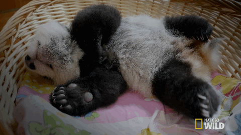 Image result for panda gif