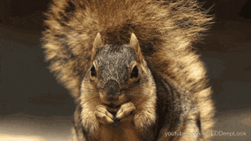 dogs squirrels GIF by KQEDScience