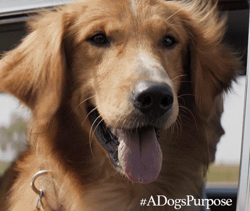 Dogs Puppies GIF by A Dog's Purpose - Find & Share on GIPHY