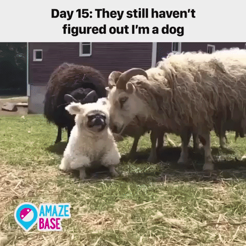 amazebase  GIF