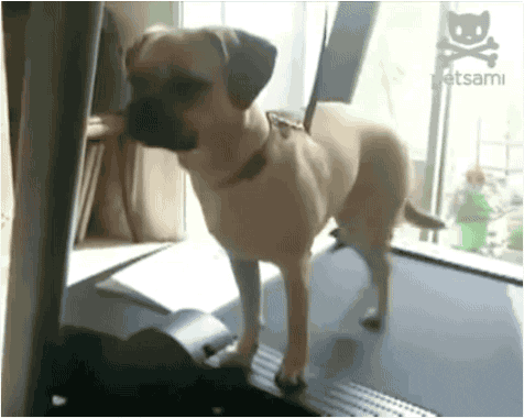 funny dogs gifs