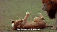 Wildlife gif. A lioness rolls over as a lion stands over her. Text, "The male lion is enticed by the female's supple breasts and firm backside."