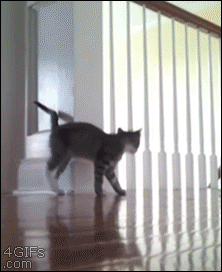 jantravell13gmailcom cat GIF