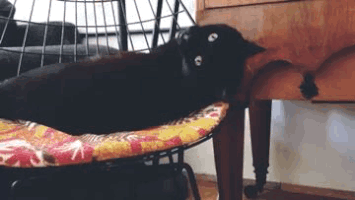 ninatatschl  GIF