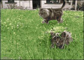 jantravell13gmailcom cats stealth GIF