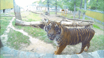 Sumatran Tiger GIF by Sosto Zoo