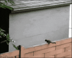 glenbradley  GIF