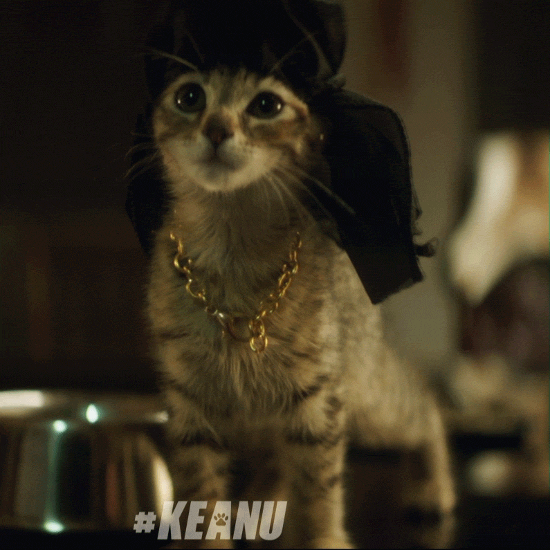 Cat Sparkle GIF by Keanu Movie Find & Share on GIPHY