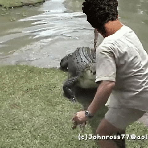 kramercaswell hunter crocodile gator norm macdonald GIF