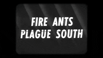 fire ants apocalypse GIF by PBS