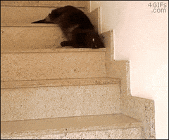 doldwaas  GIF