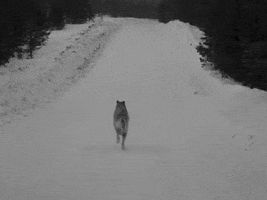 alzheimer wolf lobo lobos melilla GIF