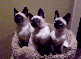 americas funniest home videos GIF by AFV Pets