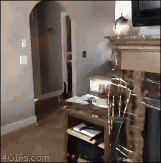 nk top predator GIF