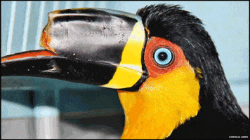 3D Bird GIF by The World