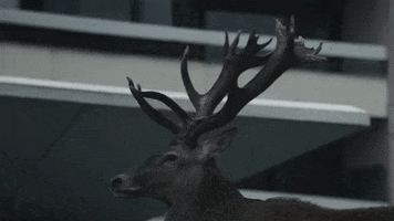 the returned deer GIF by SundanceTV
