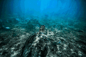 arthurdesouza #turtle #under #underwaterlove #brazil #fernandodenoronha GIF