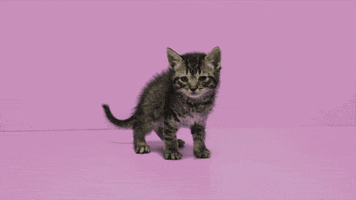 200.gif?cid=fc005b08b447933777e9d36490029505a6b8c4ce64c5aadb&rid=200.gif&ct=g
