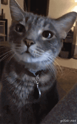 pilar  GIF