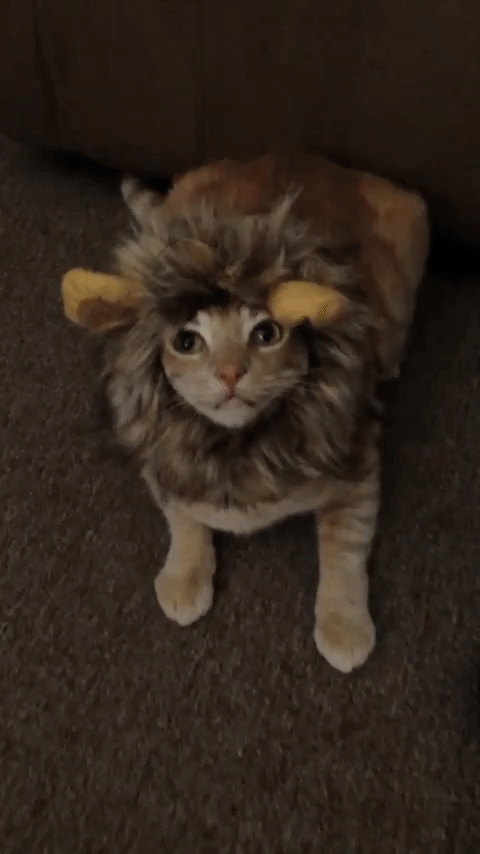 Angry Leave Me Alone Gif By Afv Pets Find Share On Giphy