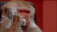 200w_d.gif