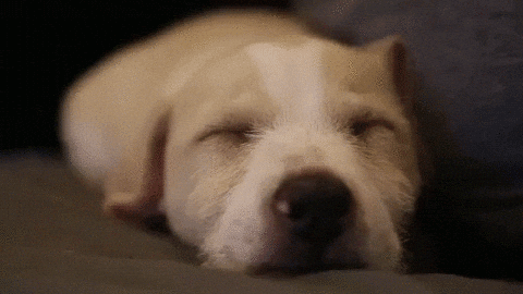 Cute Puppy falling asleep. Golden retriever puppy on Make a GIF