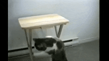 Cats Cat Fight GIF by AFV Pets