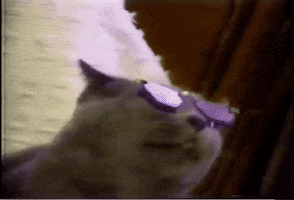 free funny GIF by AFV Pets