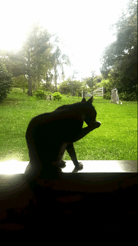 jacilins clÃ¡udio the cat GIF