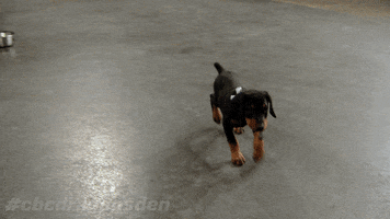 dragons den dog GIF by CBC