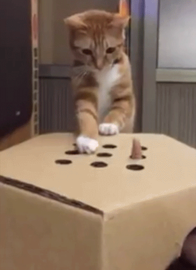 movinglabor game cat play box GIF