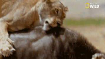 soul of the cat GIF by Nat Geo Wild 