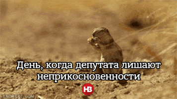 ziggy_iggy_lou  GIF
