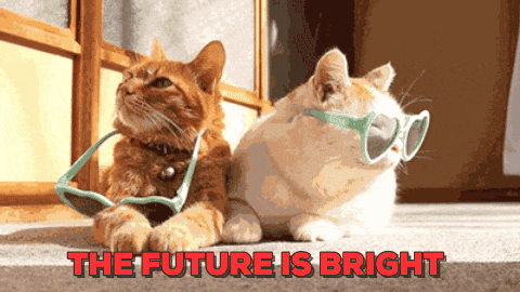 cat sunglasses GIF