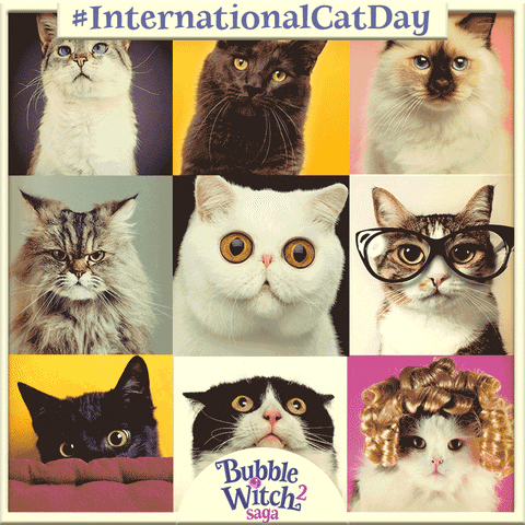 international cat day cats GIF by Bubble Witch