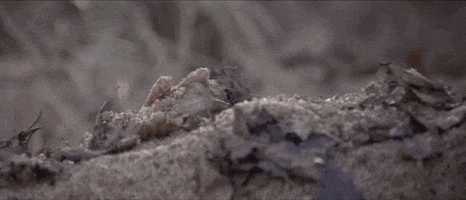 200.gif?cid=fc005b08d08c84fc7e191778825782abc5b350ed44be6e2e&rid=200.gif&ct=g