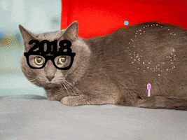 celebrate new year GIF by Nebraska Humane Society