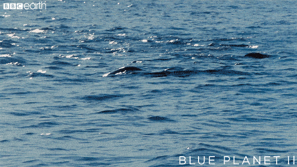 happy blue planet GIF by BBC Earth