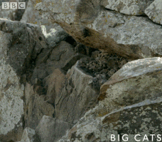 cat fail GIF by BBC