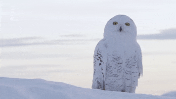Snowy Owl Dancing GIF by ARTE