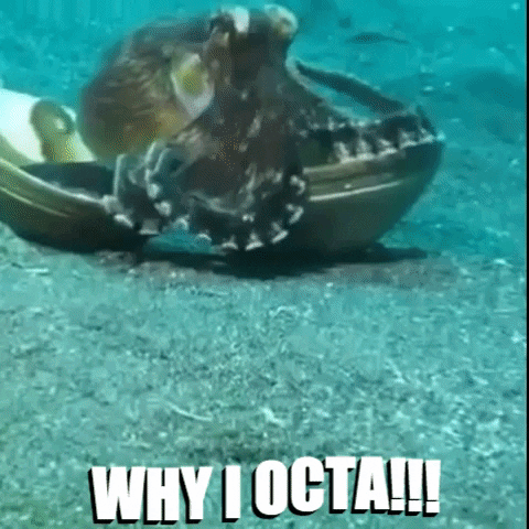 Mad Fight GIF by OctoNation® The Largest Octopus Fan Club!