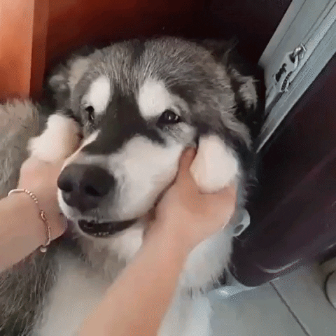 Squish GIF - Find & Share on GIPHY